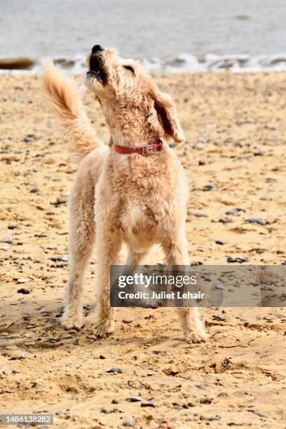 jess barking - barking dog stock pictures, royalty-free photos & images
