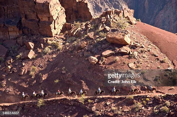 mules on trail at the tipoff, south kaibab trail. - mule stock pictures, royalty-free photos & images