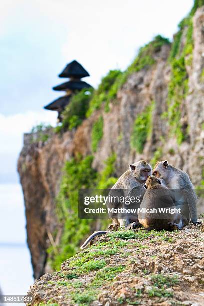 monkeys at uluwatu temple. - uluwatu stock pictures, royalty-free photos & images