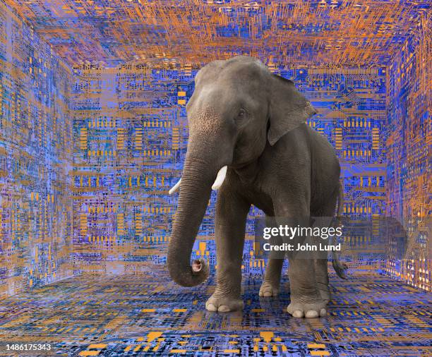 61 Elephant In The Room Metaphor Stock Photos, High-Res Pictures, and ...
