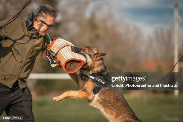 police dog in training - attack dog stock pictures, royalty-free photos & images