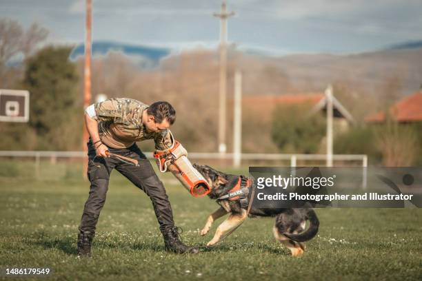 polizeihund in ausbildung - caught in the act stock-fotos und bilder