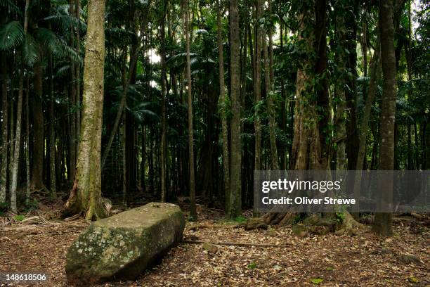 rainforest in the tamborine mountains. - mount tambourine stock pictures, royalty-free photos & images