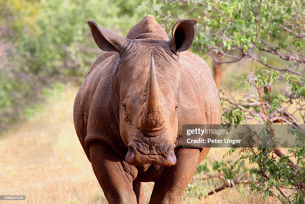 White Rhinoceros.
