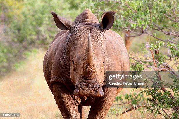 white rhinoceros. - rinoceronte imagens e fotografias de stock