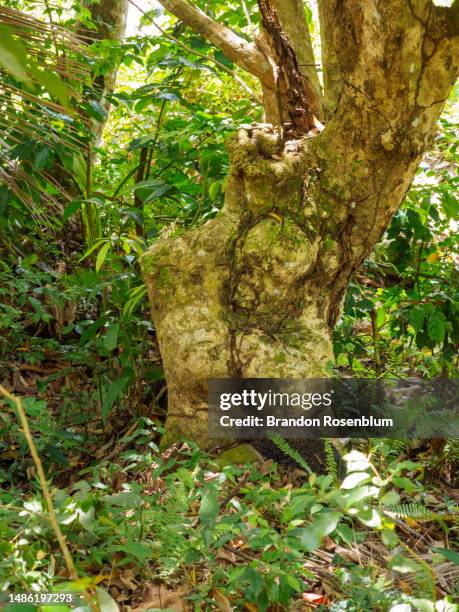 tree that looks like a human body in the eastern caribbean island nation of saint lucia - beach bum foto e immagini stock