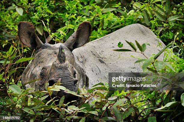 rhinoceros in royal chitwan national park. - chitwan stock pictures, royalty-free photos & images