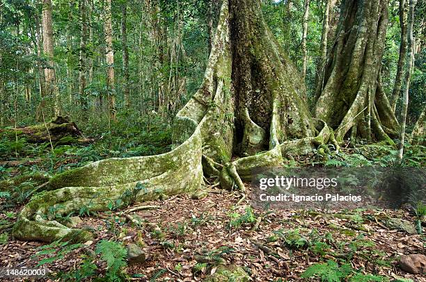 Python Rock Lookout 221 Australian Tree Snake Stock Photos, High-Res Pictures, and Images ...