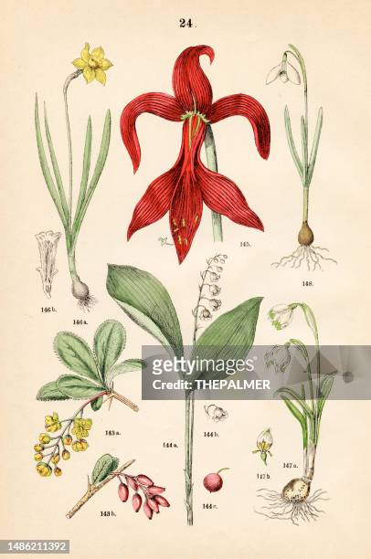 barberry, lily-of-the-valley, aztec lily, wild daffodil, snowbell, snowdrop - botanical illustration 1883 - snowdrop stock illustrations