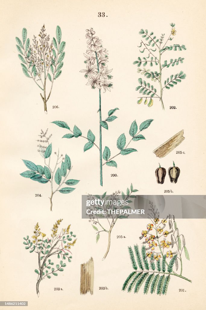 Dittany, peacock flower, sharp-leaved senna, bloodwood tree, copaiba, mahogany, bitterwood - Botanical illustration 1883