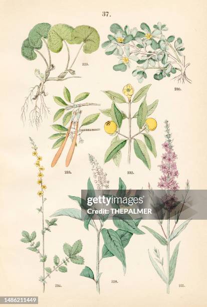 porenkraut, wilder ingwer, portulak, purpur-lythrum, mangostan, rote mangrove, stichlingskraut - botanische illustration 1883 - portulak stock-grafiken, -clipart, -cartoons und -symbole