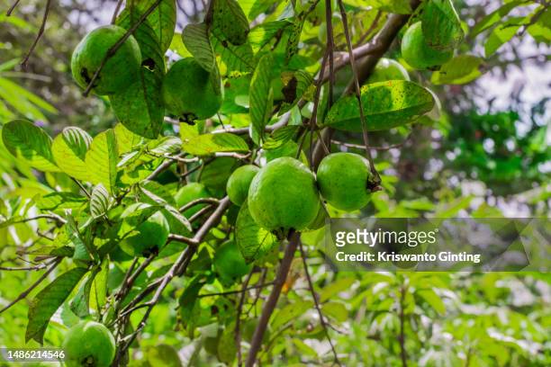 guava fruits on the tree - guava fruit stock-fotos und bilder