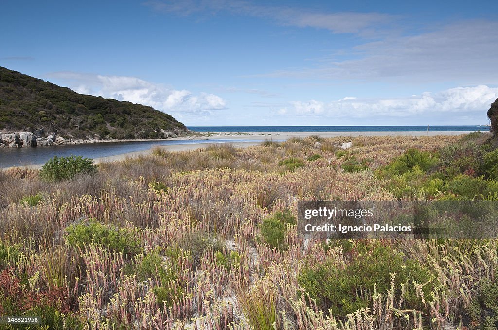 Coastal vegetation.