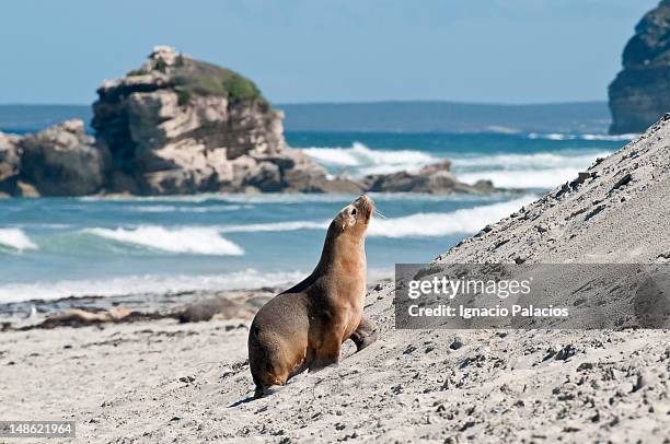 seals (sea lions) in seal bay conservation park. - insel kangaroo island stock-fotos und bilder