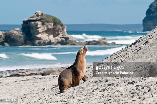 seals (sea lions) in seal bay conservation park. - australia kangaroo island fotografías e imágenes de stock