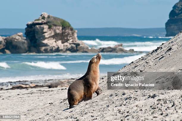seals (sea lions) in seal bay conservation park. - kangaroo island stock pictures, royalty-free photos & images
