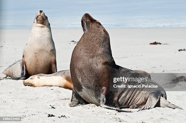 seals (sea lions) in seal bay conservation park. - seal bay fotografías e imágenes de stock