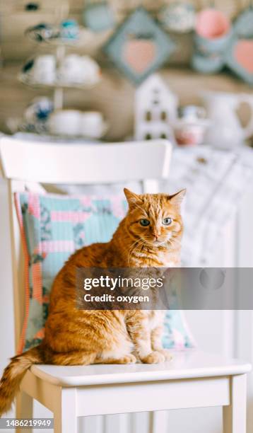 ginger cat sitting on a white wooden armchair with pillow and looking at camera. animal theme. orange funny cat. romantic cozy home still life scene.  patchwork pillow. scandinavian hugge style - animal friends stock-fotos und bilder