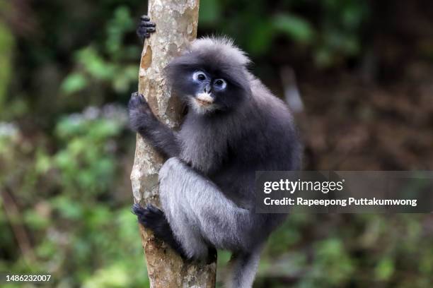 cute spectacled leaf langur, dusky monkey on tree branch amidst green leaves in natural habitat. wildlife of endangered species of animals. environment conservation concept. - leaf monkey stockfoto's en -beelden