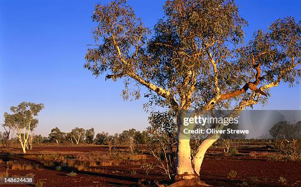 ghost gums at dusk. - desierto de gibson fotografías e imágenes de stock