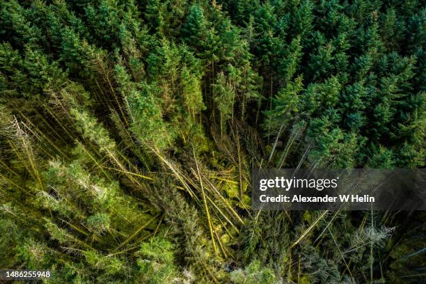 Tree Fall Image Overhead 3,786 Forestry Aerial Stock Photos, High-Res Pictures, and Images ...