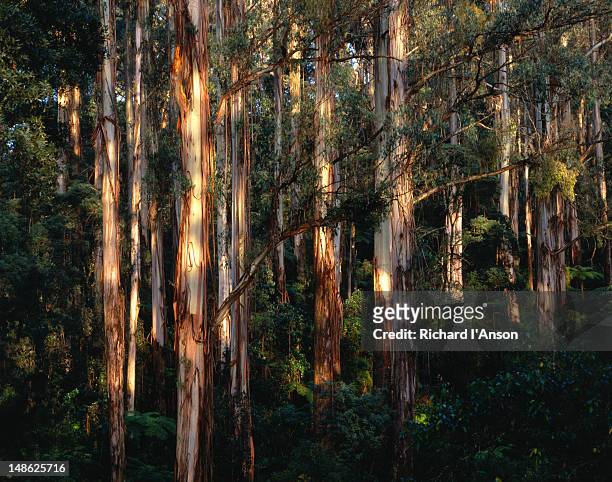 native eucalypts and ferns in the dandenong ranges national park - dandenong stock pictures, royalty-free photos & images