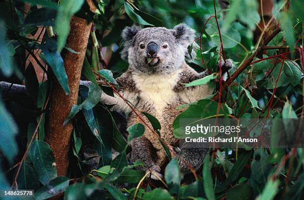koala ( phascolarctus cinereus ) in a tree - koala stock-fotos und bilder