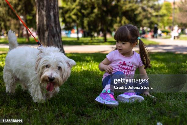 the little girl is afraid of the small west highland white terrier - fear dog stock pictures, royalty-free photos & images