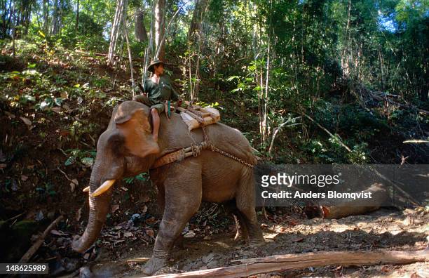 an elephant pulling a 3 tonne teak log through the forests in the bago (pegu) yoma (mountain range). - teak tree stock pictures, royalty-free photos & images