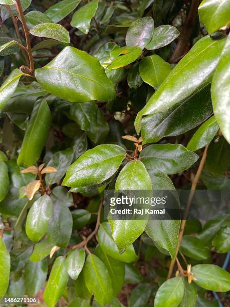 thorny olive tree (elaeagnus pungens) sometimes called silverthorn with fruit on branch and in close up. - elaeagnus stock pictures, royalty-free photos & images
