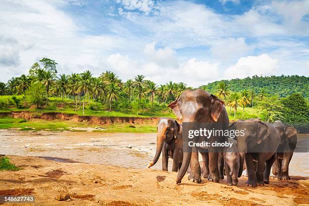 elefanten familie - asiatischer elefant stock-fotos und bilder