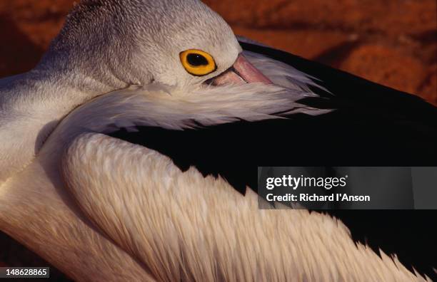 a resting pelican at monkey mia national park - monkey mia stock pictures, royalty-free photos & images