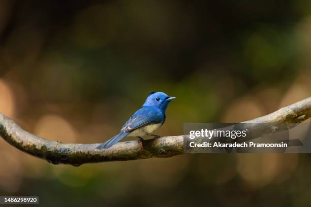 siberian blue robin - animal wildlife stockfoto's en -beelden