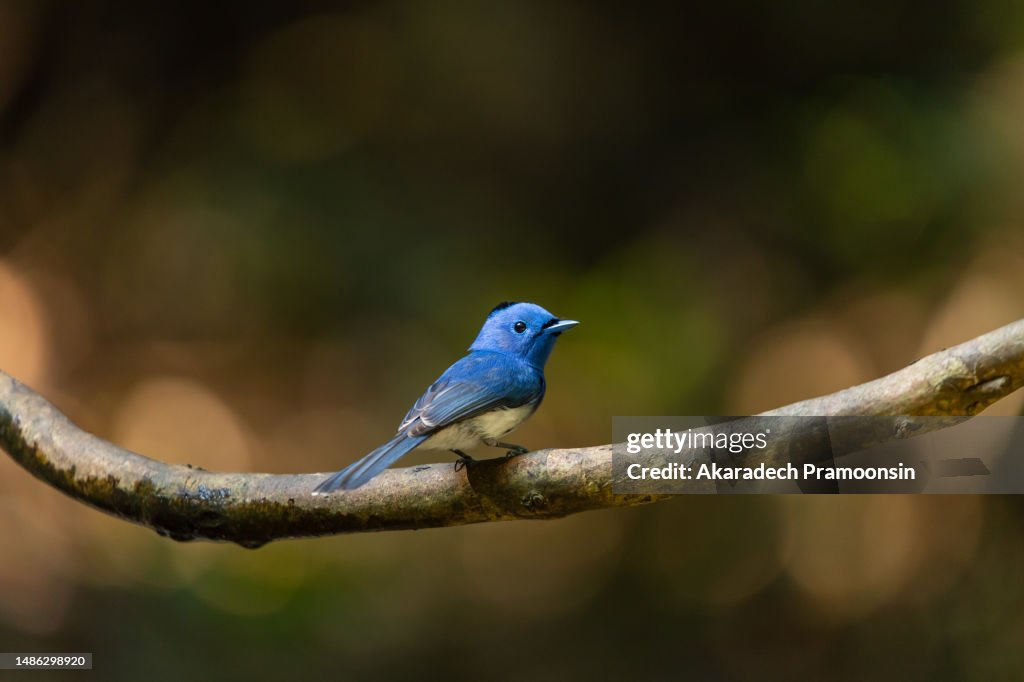 Siberian blue robin