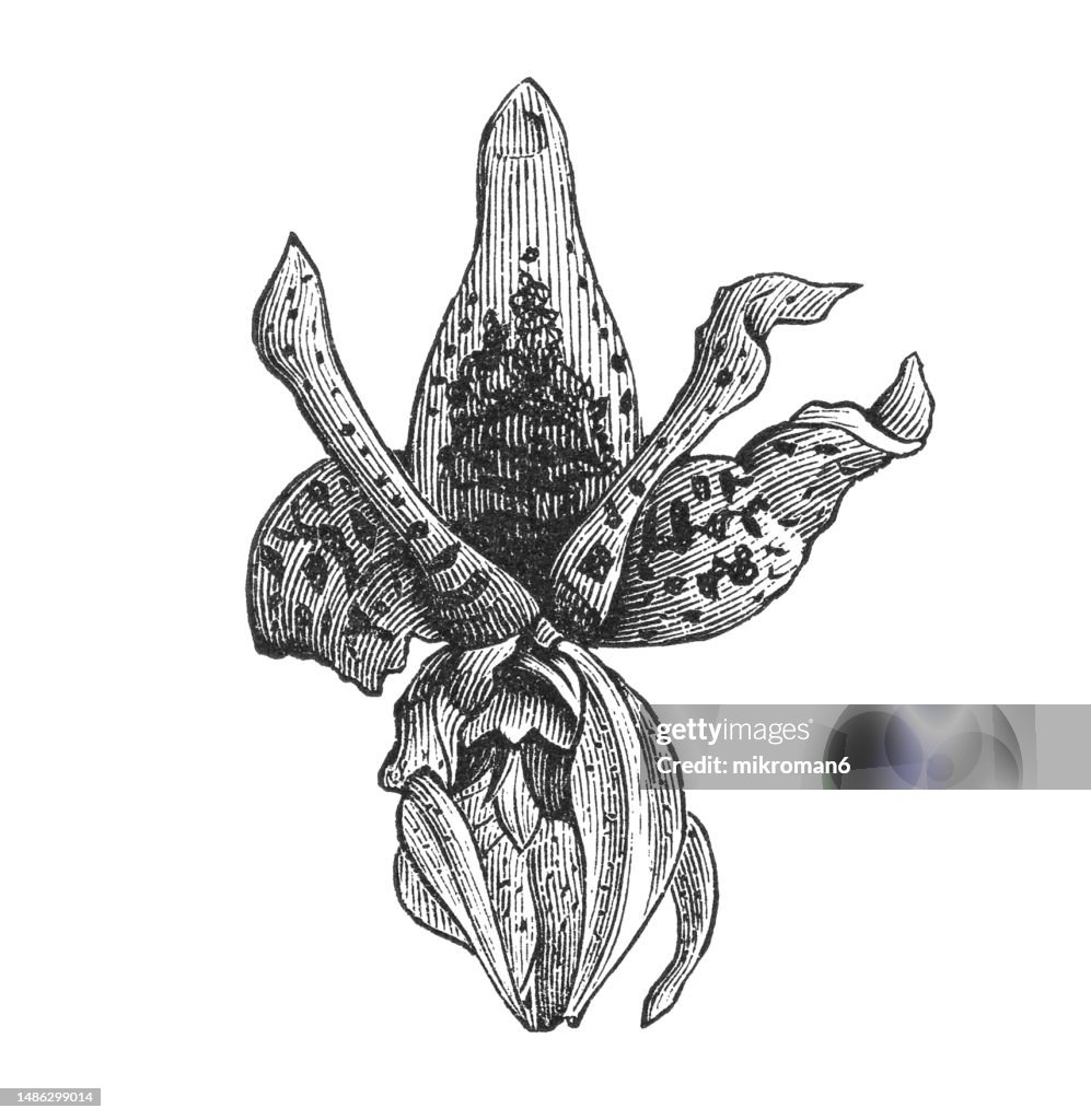 Old engraved illustration of Stanhopea, genus of the orchid family (Orchidaceae) from Central and South America