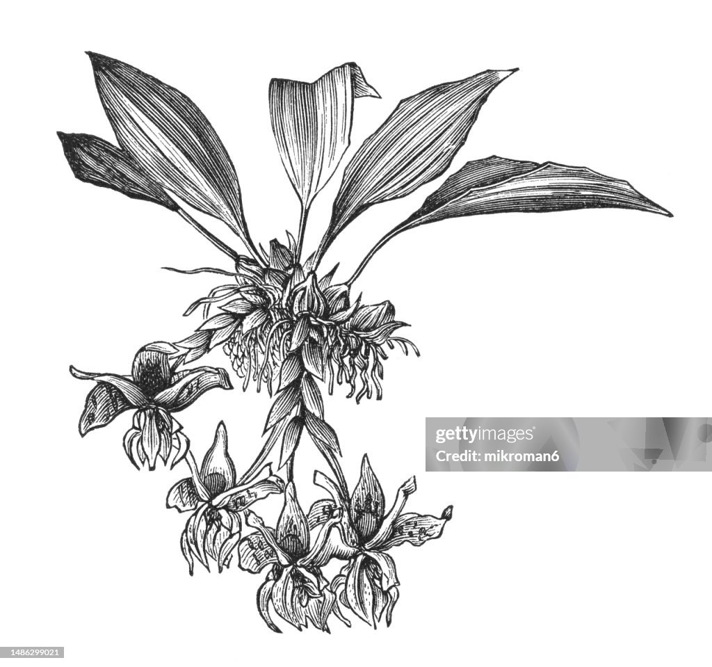 Old engraved illustration of Stanhopea, genus of the orchid family (Orchidaceae) from Central and South America