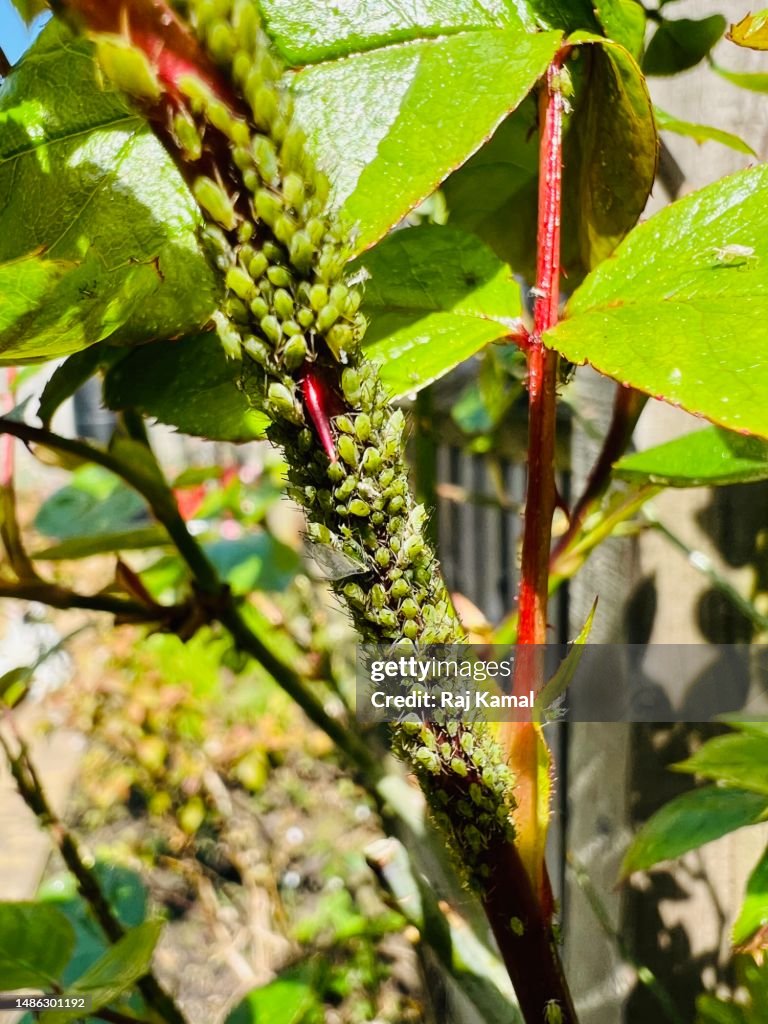 Common Rose Aphids (Macrosiphum Rosae) on stem of rose in close up.