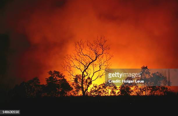 trees silhouetted by bushfire. - australia wildfires photos et images de collection