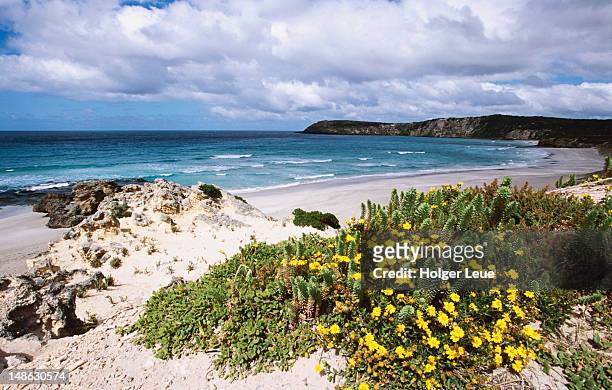 wildflowers, pennington bay. - insel kangaroo island stock-fotos und bilder