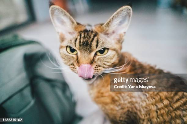 a funny curly devon rex cat licking her nose, sticking out tongue - curly brown hair stock pictures, royalty-free photos & images