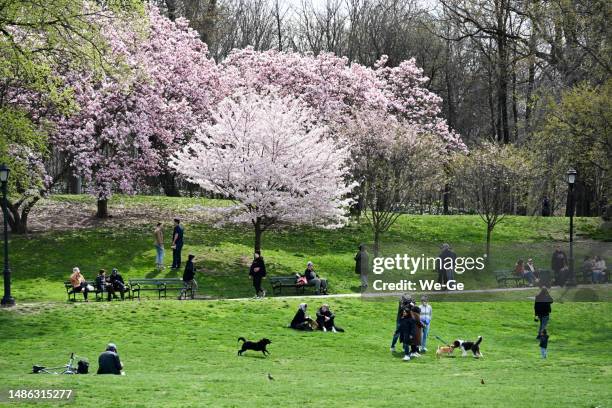 touristen und einheimische genießen das frühlingswetter im prospect park in brooklyn, new york metropolitan area, usa. - prospect park stock-fotos und bilder