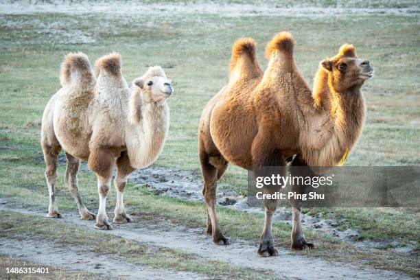 two camels - bactrian camel stock pictures, royalty-free photos & images