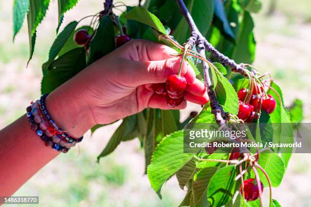 hands of child picking cherries from a tree - cherry tree stockfoto's en -beelden