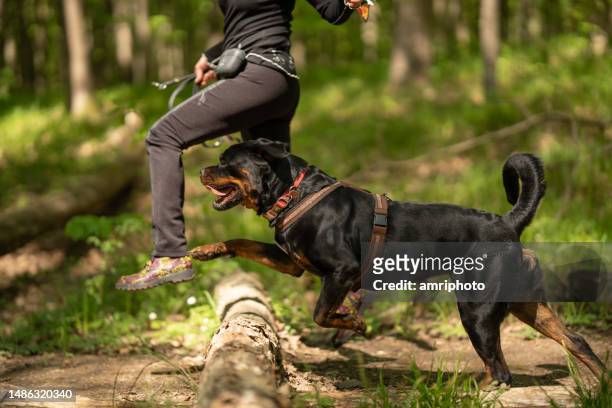 trained rottweiler dog running over tree trunk - rottweiler imagens e fotografias de stock