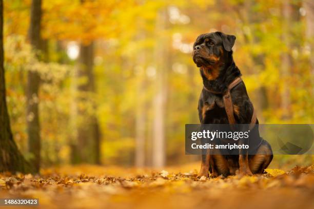 confident rottweiler dog in autumn leaf colored forest - rottweiler imagens e fotografias de stock