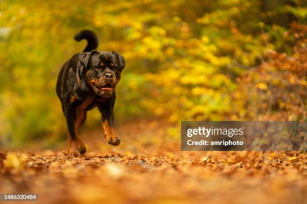 Hello Fall Scene Rottweiler 665 20221026 Stock Photos, High-Res Pictures, and Images - Getty Images