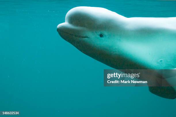 beluga whale (delphinapterus leucas), point defiance zoo. - beluga whale stock pictures, royalty-free photos & images