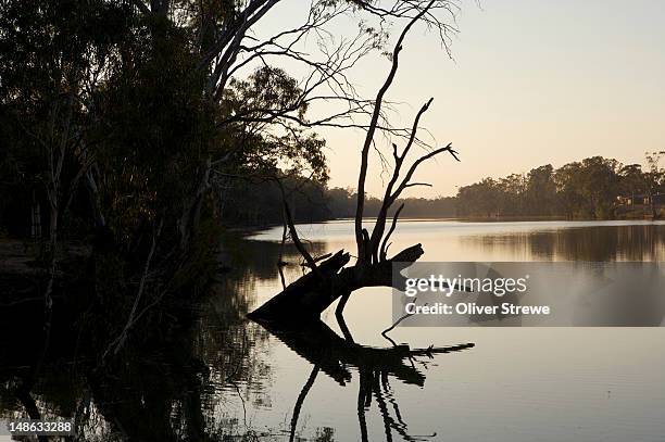 murray river. - murray river foto e immagini stock