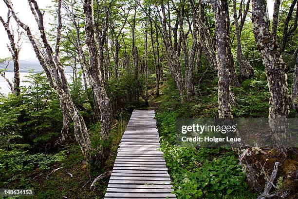 walkway through patagonian forest at reserva nacional laguna parrillar. - no película chilena de 2012 fotografías e imágenes de stock