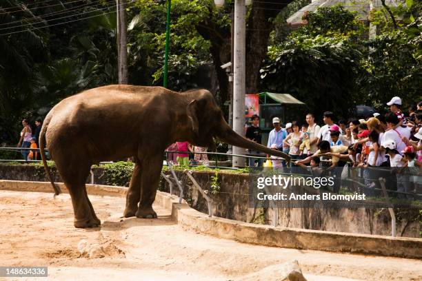 visitors illegally feeding asian elephant at ho chi minh city's zoo and botanic gardens. - animales en cautiverio fotografías e imágenes de stock